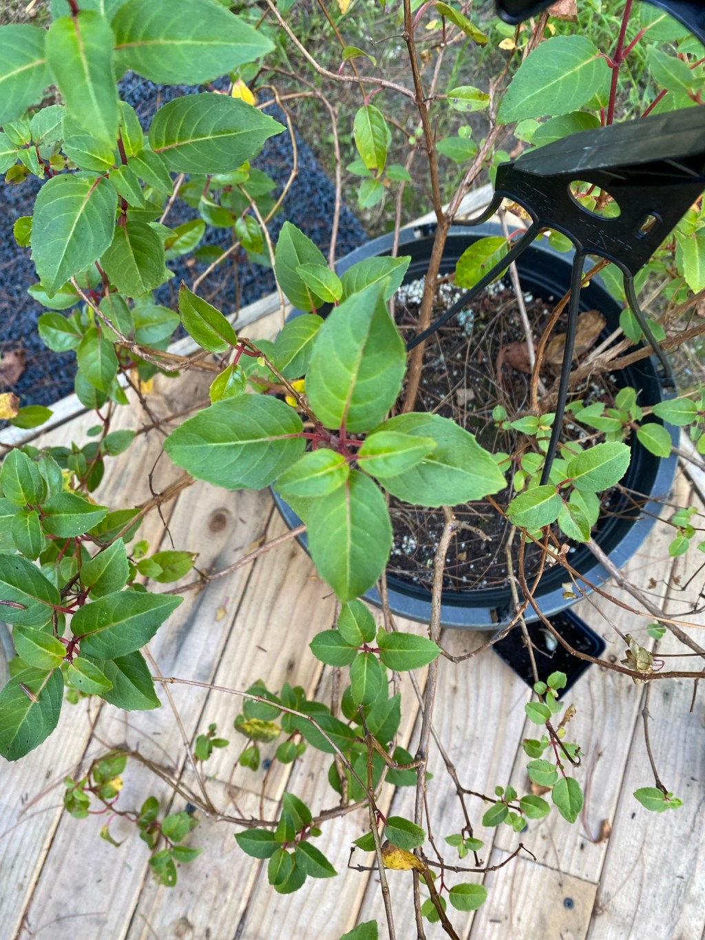 As Long As We’re&nbsp;Clear